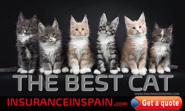 A row of assorted cats sitting looking at the best cat insurance in Spain