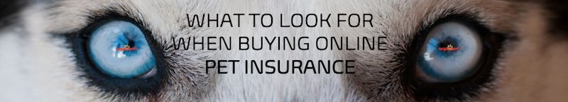 What to look for when buying pet insurance online 