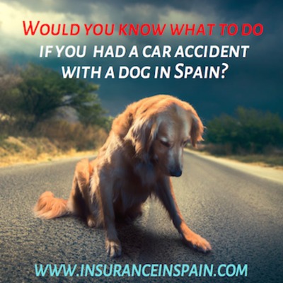 What to do in the event of a car accident with a dog in Spain ?Dogs | What to do in the event of a car accident with a dog in Spain ?